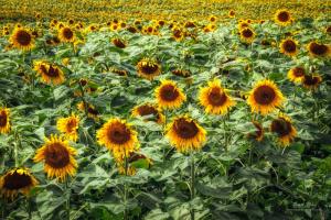 Sunflower Field, Nemaha County, Kansas