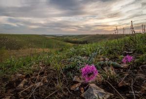Changes in the Flint Hills, Blooming of Wildflowers on the Tallgrass Prairie of Kansas
