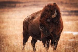 Photographing Kansas Elk and Bison at the Maxwell Wildlife Refuge