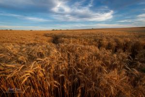 Photographing the Kansas Wheat Fields