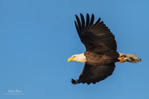 Bald Eagles at Tuttle Creek Lake