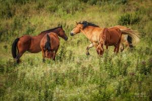 Wild Horses in the Flint Hills of Kansas
